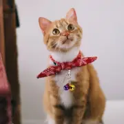 4 Pcs Cat Neck Bell Dog Bell Collar Dog Collar Bell Basic Dog Collars