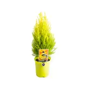 140mm Wilma Lemon Essence - Cuppressus macrocarpa
