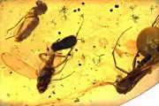 Fungus Gnat, Planthopper, Beetle with jaws, Fossil Inclusion in Burmese Amber