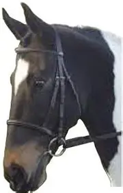 GFS Leather 5/8" Show Bridle - Avaialble in Cob Or Full & Black Or Havana - Comes with Insider Grip Reins - Raised Browband & Noseband - Great for Home Or Competitions Use