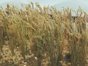Bachmann 32508 HO Scale Wheat 1" Tall 40Pk
