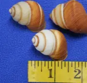 Beach Decor Vase illers, Brown Cream Color Snail Shells, SS-105