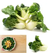Pak Choi - Extra Dwarf seeds