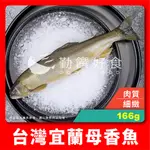 【勤饌好食】台灣 宜蘭 母香魚 (166G±5%/尾)冷凍 6P 香魚 抱卵 爆卵 魚卵 帶卵 海鮮 F43E6