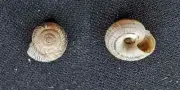 #V100 Helicella Striata, Czech. 7.9mm land snail shells