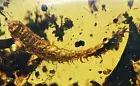 Detailed Diplopoda (Millipede) Fossil inclusion in Burmese Amber