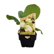 100mm Cauliflower Mini - Brassica Oleracea