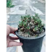 在飛比找蝦皮購物優惠-［2023.10.3更新］峨眉山 Euphorbia bup