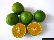 Lime Kassia Tree - Citrus microcarpa