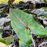 在飛比找蝦皮購物優惠-紅脈曲籽芋 4吋盆苗 觀葉植物 雨林植物 耐陰植物 室內植物