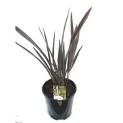 200mm Phormium Black Rage - Phormium tenax