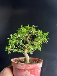 在飛比找Yahoo!奇摩拍賣優惠-｛英宏｝香花植物 開花植物 姬葉香水梅 小品規格 葉子綿密