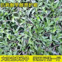 在飛比找蝦皮購物優惠-現貨、種子 大葉油草草坪種子庭院別墅美國四季青狗牙根黑麥草草