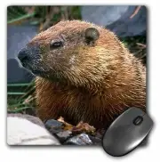 3dRose Groundhog MousePad