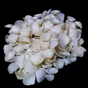 Seashell White Cay Cay Natural Shell For Crafts Art Decor approx. 500 pc 2 Pound
