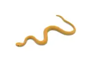 King Brown Snake, Mulga, Rubber Reptile, Realistic Model Toy 4 1/2" F3464 B360