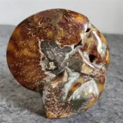 292g Natural Tentacle Ammonite FossilSpecimen Shell Healing Madagascar F633