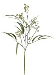 Native Beauty Green Eucalyptus Albens With Buds Christmas Spray Stem - 55cm
