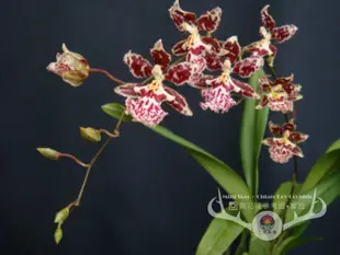 ★Mini Star★ 千姿蘭園Chian-Tzy Orchids 文心蘭 Oncidium - 甜紅豆