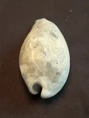 EXTINCT Fossilized COWRIE Shell ( Akleistostoma Walleri ) From Central Florida