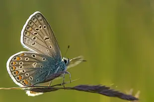 【Nikon F接環】TOKINA AT-X 100mm f2.8 超高畫質1:1微距鏡頭，無霉無傷功能正常～