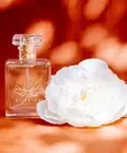 Vanilla Perfume