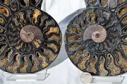 RARE 1 in 100 BLACK PAIR Ammonite Crystal LRG 155mm Dinosaur FOSSIL 6.2" n2331xx