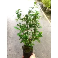 在飛比找蝦皮購物優惠-嘉興園藝 / 胡椒木 / 樹苗 / 綠籬植物 / 觀葉植物 