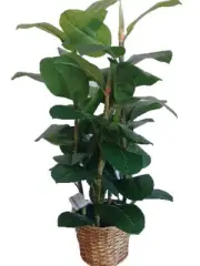 Ashland 30" Faux Rubber Fig Tree In Wicker Pot, Brand New