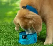 RadDog Collapsible Bowl Blue