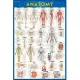 Quick Study Anatomy: Over 900 Anatomical Identifications - Covers All Major Systmes