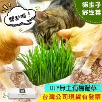 在飛比找蝦皮購物優惠-【買一送一】貓草 小麥 貓草盆栽 貓草種子 小麥草 大麥草 