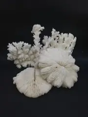 5 x Real, PREMIUM white coral pieces. Hamptons sea shell. Collectors #12531
