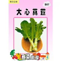 在飛比找蝦皮購物優惠-【野菜部屋~】B07 日本大心萵苣種子3.8公克 , 嫩莖萵
