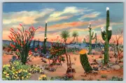 c1940s Daybreak on the Desert Tucson Phoenix Arizona Postcard Linen