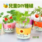 【百獅】種植小盆栽 兒童植物 兒童盆栽(DIY負離子綠植 小盆栽 桌面迷你兒童種植 室內植物 辦公室盆栽)