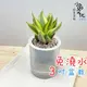 【小品文化】虎尾蘭【現貨】3吋條紋圓免澆水盆栽 懶人盆栽 觀葉植物 室內植物 自動吸水 創意花盆 居家辦公盆花