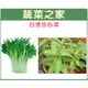 【蔬菜之家】大包裝A24.白骨空心菜種子350克(約7000顆) (白骨種蕹菜)