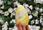 Large Yellow Serpentine Crystal Egg Handmade Crystal Home Office Decorative Egg