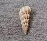 Epitonium clathrus mediterraneum 21.5 mm GEM Angelic Wentletrap collection