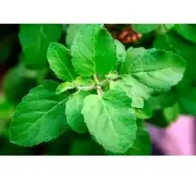 50+ Dried Basil leaf Organic Holy Basil Ocimum sanctum Herb immunity booste
