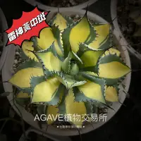 在飛比找蝦皮購物優惠-雷神黃中斑 (販售側芽) 龍舌蘭 AGAVE  笹之雪 霍利