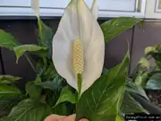 Buy Peace Lily Indoor Plants (Spathiphyllum Stephanie)