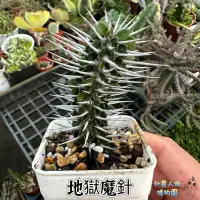 在飛比找蝦皮購物優惠-【外星人的植物園】地獄魔針 亞龍木薯 仙人掌 龍舌蘭 塊根 