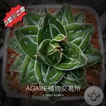 D型笹之雪(販售正側芽) 非TC組織苗 AGAVE 龍舌蘭專門店