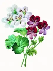Flowers F. Tolstoy Accent Tile Mural Kitchen Bathroom Wall Backsplash Ceramic