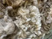 Raw Wool Fleece CVM Breed 7 lbs 10 oz Light Brown Great Crimp! 2025 Kostos