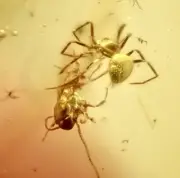 ️ 99MYO SPIDER WRAPPING PREY IN WEB Burmite Amber Fossil Insect DINOSAUR AGE