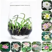 Simulated Lotus Seeds, High Natural Germination Rate Pot Plants, Hardy Perennial, Office Plants, Pack of 100