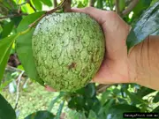 Buy Mountain Soursop Fruit Trees (Annona montana)
